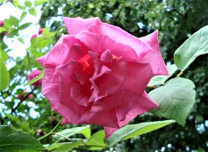 Róża Zephirine Drouchin w zbliżeniu.
