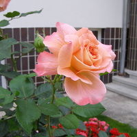 Jesienne Róże   Al