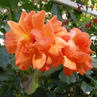 Jesienne róże  Westerland