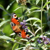 Motyl rusałka pawik