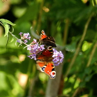 Motyle na budlei