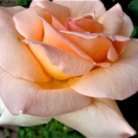 Róża Apricot Queen w zbliżeniu .