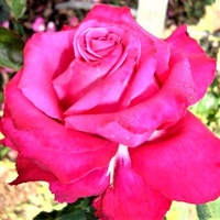 Róża Big Purple Stabicpu w zbliżeniu .