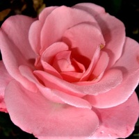 Róża Dolly Poulvision w zbliżeniu .