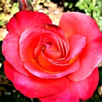 Róża Donatella Granada w zbliżeniu .