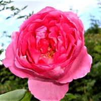 Róża Elektron Mullard w zbliżeniu .