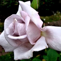 Róża Lady X w zbliżeniu .
