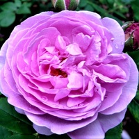 Róża Luise Odier w zbliżeniu .