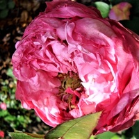 Róża Mon Petit Chou Korartisch . Makro .