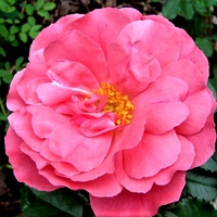 Róża Rosarium Vetersen w zbliżeniu.