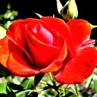 Róża Satchmo W Zbl