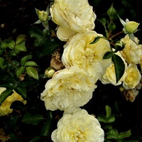 Róża Solero Korgeleflo w zbliżeniu.