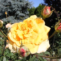 Słoneczna róża