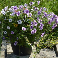 wazon z kwiatami w plenerze