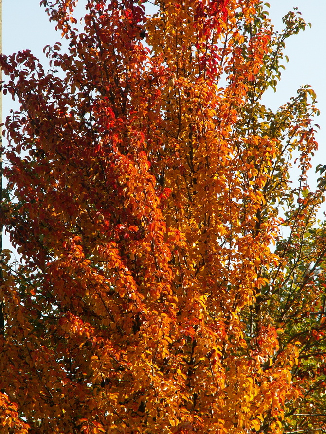 Grusza dzika,kolory jesieni