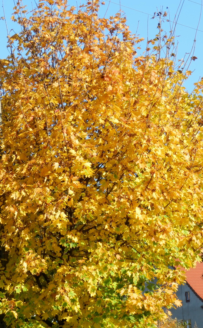Klon,kolory jesieni