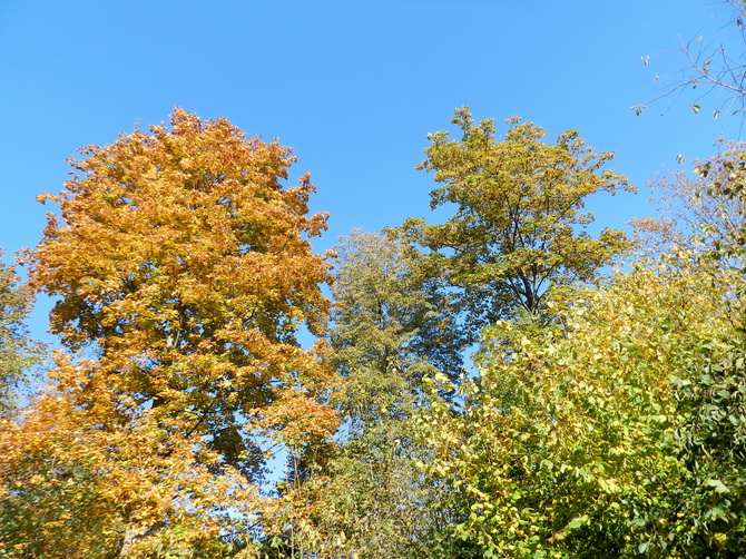 Kolory jesieni w lesie
