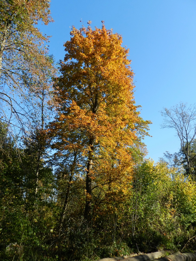 Kolory jesieni w lesie