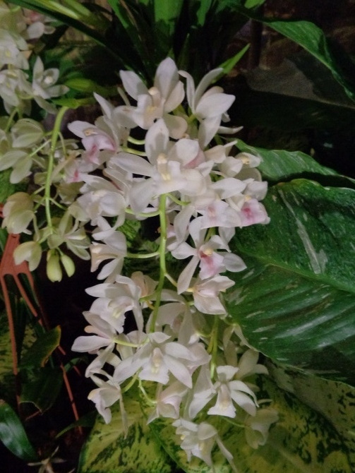 Oncidium drobnokwiatowe , kaskadowe .