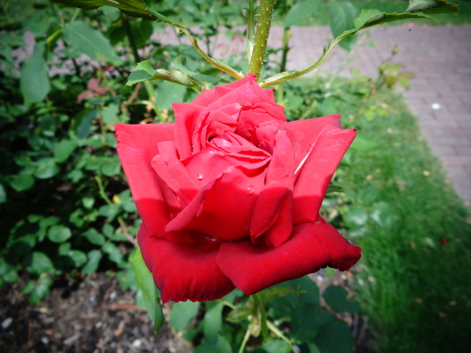 Róża Belami w zbliżeniu .
