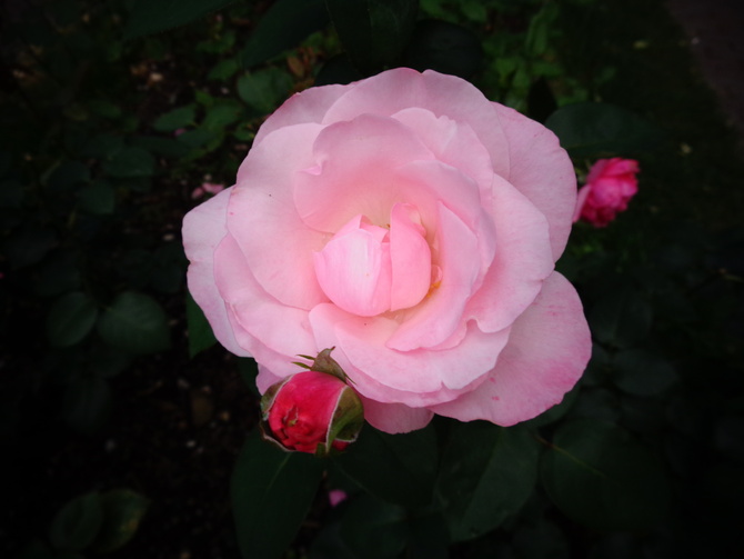 Róża Carinella w zbliżeniu .