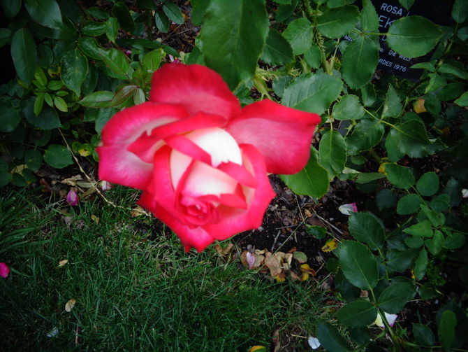 Róża Diekor w zbliżeniu .
