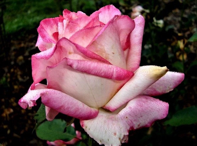 Róża Duble Delight Andeli w zbliżeniu .