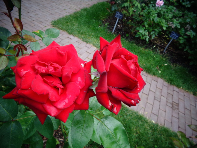 Róża Ingrid Bergman w zbliżeniu .