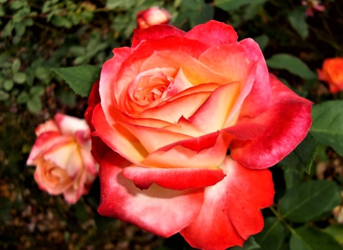 Róża Macgoofi w zbliżeniu .