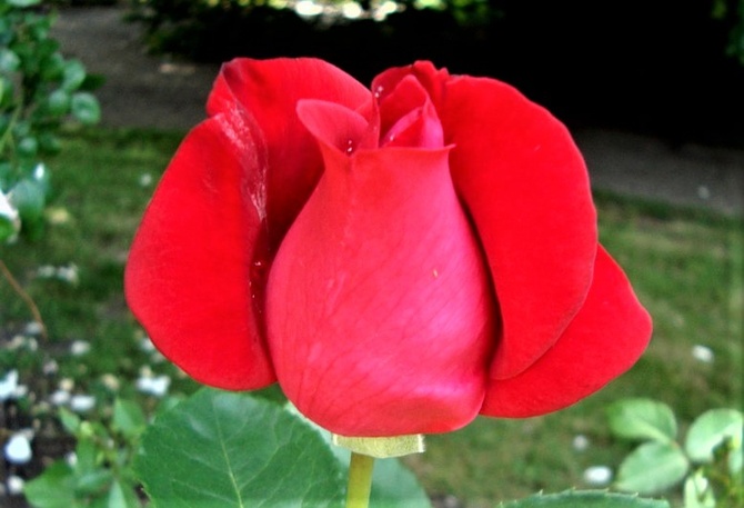 Róża Magic Carrusel w zbliżeniu .