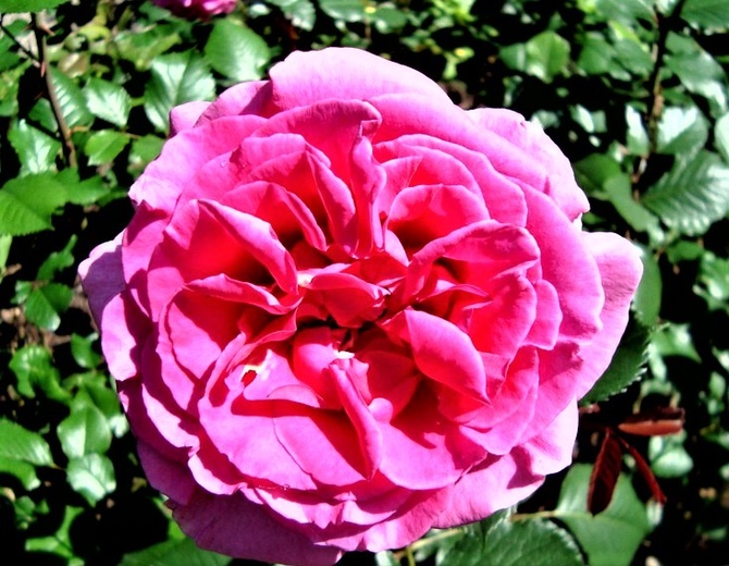 Róża Princessa Alexandra w zbliżeniu .