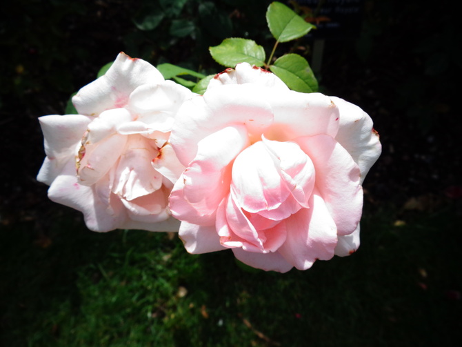  Róża Senteur Royal w zbliżeniu .