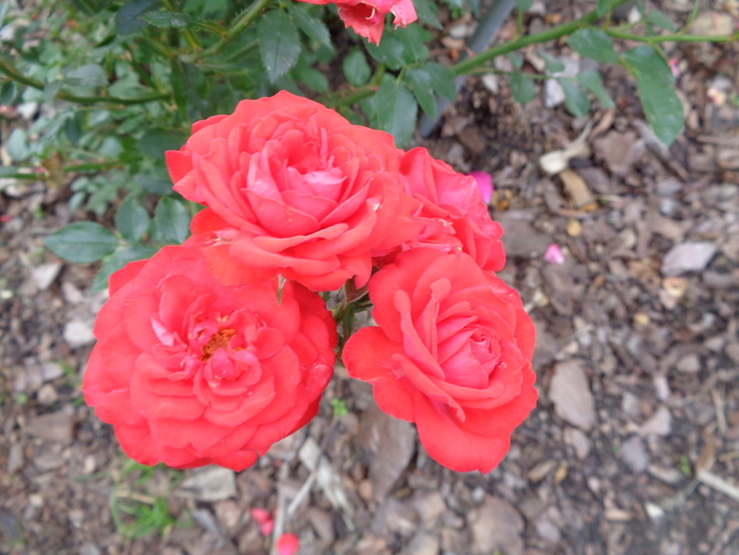 Róże miniaturowe Korfee w zbliżeniu .