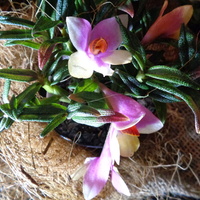Dendrobium Cuthberts
