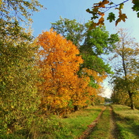 Kolory jesieni    