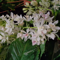 Oncidium drobnokwiatowe , kaskadowe .
