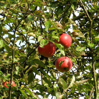 Pierwsze dojrzałe jabłka