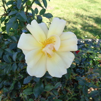 Róża Amber Sun - Korsoalgu w zbliżeniu .