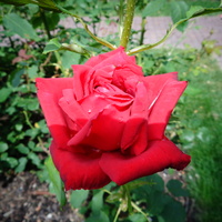 Róża Belami w zbliżeniu .