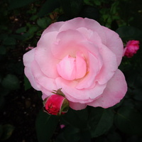 Róża Carinella w zbliżeniu .