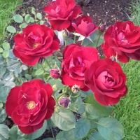 Róża Lilli Marlen