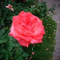 Róża Meibystar w zbliżeniu .