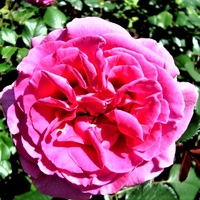 Róża Princessa Alexandra w zbliżeniu .