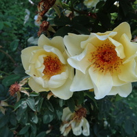  Róża syczuańska w zbliżeniu .