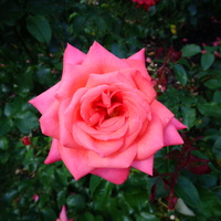 Róża Tanjeka w zbliżeniu .