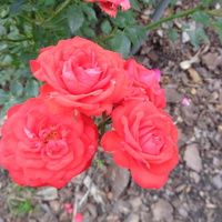 Róże miniaturowe Korfee w zbliżeniu .