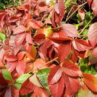 Winobluszcz,  kolory jesieni