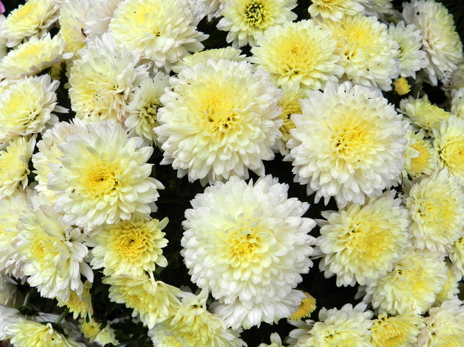 Chryzantema drobnokwiatowa
