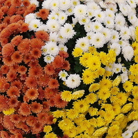 Chryzantema drobnokwiatowa