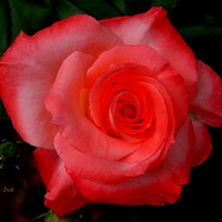 Fragment róży